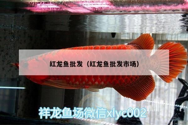 紅龍魚哪里買的到啊（如何購買紅龍魚）