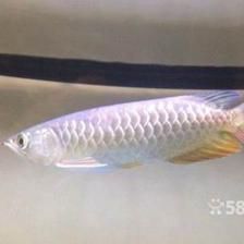20厘米金龍魚（20厘米左右的金龍魚溫度多少合適）