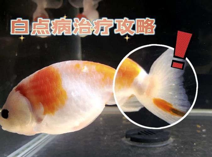 金龍魚背部長白點是什么原因
