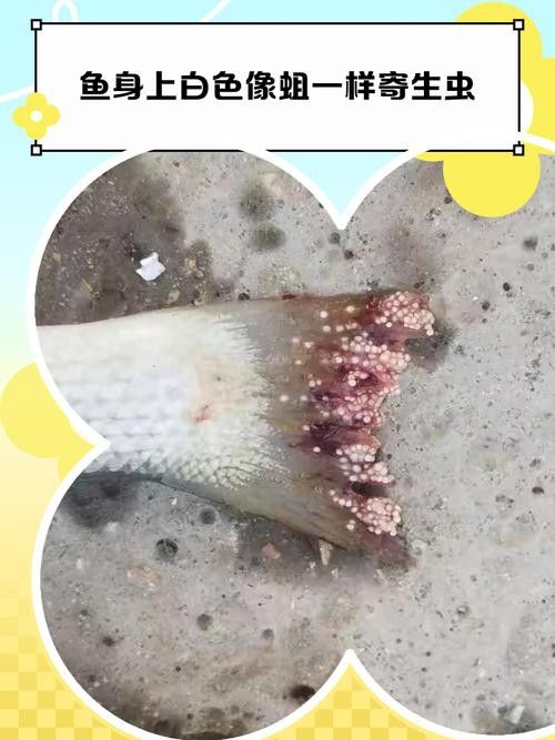 金龍魚背部長白點是什么原因