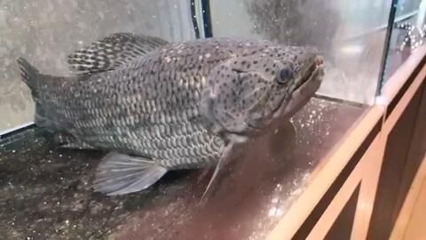 龍魚身上有紅斑是怎么回事：龍魚身上出現紅斑可能是由于紅斑病引起的，可能是疾病引起的
