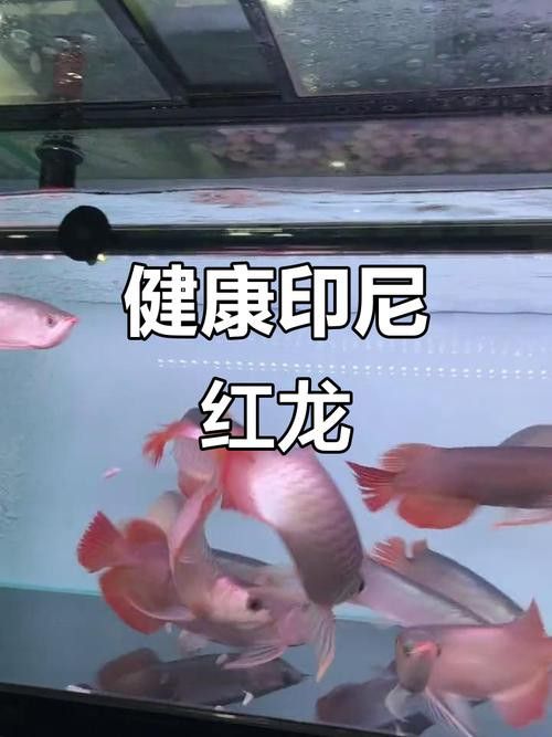 印尼波多西堡紅龍魚價格如何？