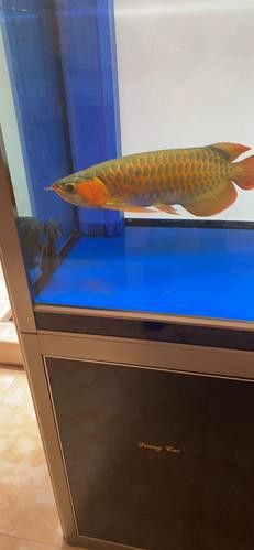 印尼波多西堡紅龍魚價格如何？