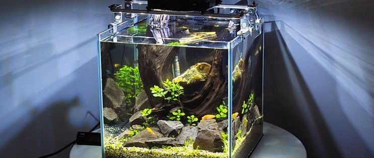 水族箱LED燈與熒光燈選擇：水族箱led燈與熒光燈的區別