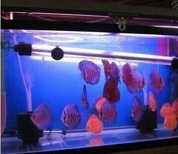 水族箱LED燈與熒光燈選擇：水族箱led燈與熒光燈的區別