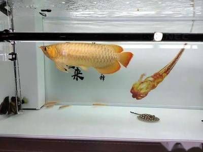 龍魚(yú)觀賞魚(yú)沒(méi)有提前困水：如何快速去除自來(lái)水氯氣，龍魚(yú)養(yǎng)殖常見(jiàn)誤區(qū)，觀賞魚(yú)水質(zhì)凈化技巧