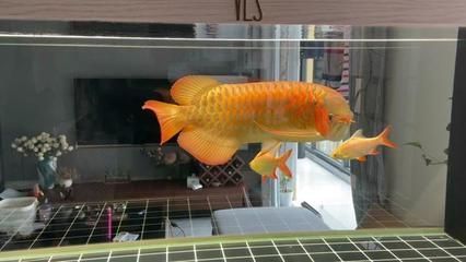 龍魚(yú)觀賞魚(yú)沒(méi)有提前困水：如何快速去除自來(lái)水氯氣，龍魚(yú)養(yǎng)殖常見(jiàn)誤區(qū)，觀賞魚(yú)水質(zhì)凈化技巧