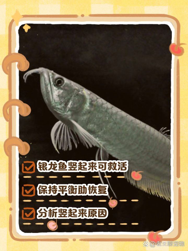 龍魚豎起來后多久不恢復會死？ 龍魚豎起來后多久不恢復會死？ 龍魚百科 第3張