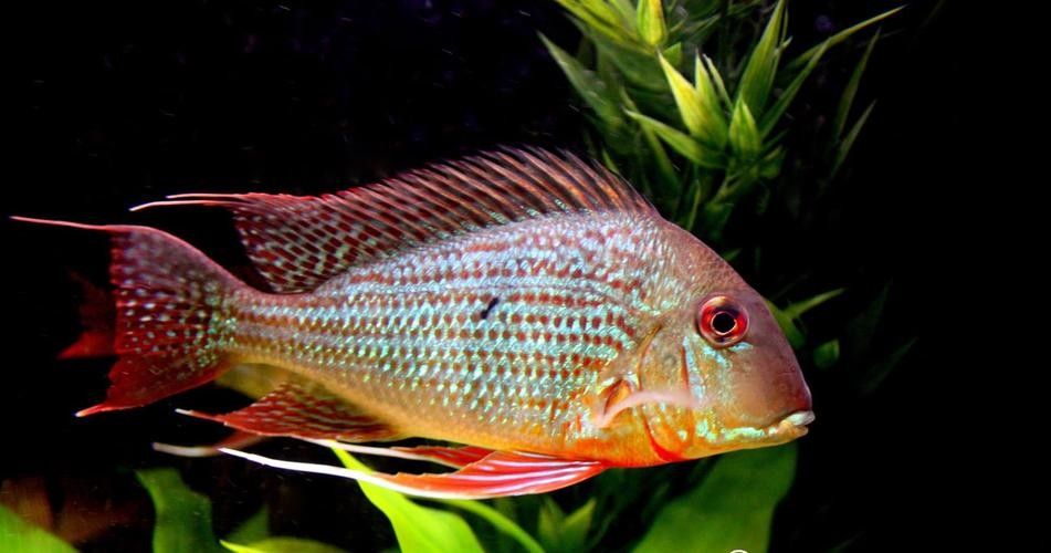 龍魚缸用什么清潔魚