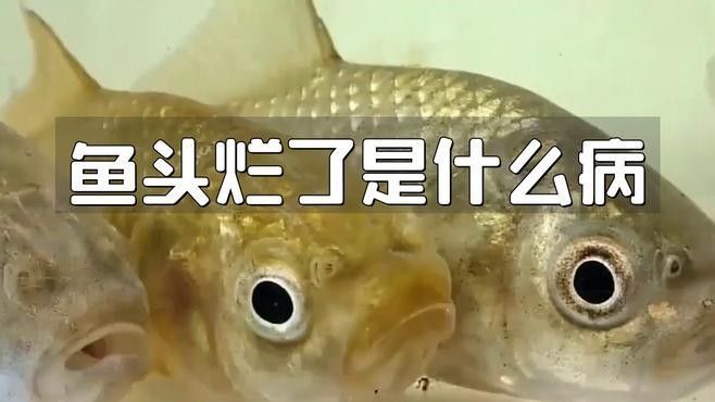 龍魚爛頭病有哪些治療方法？
