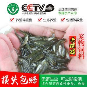 龍魚哪個品牌好養：在選擇龍魚品牌時我們可以從多個角度進行考慮考慮