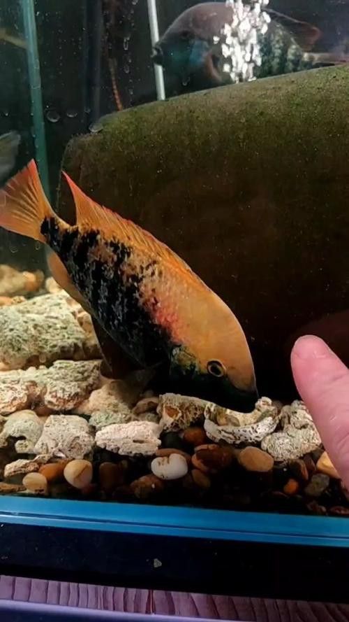 德州豹魚和龍魚可以混養嗎圖片