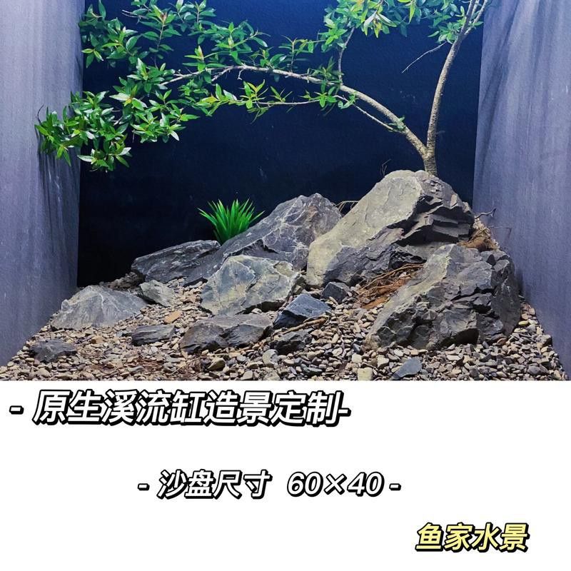 德州豹魚和龍魚可以混養嗎圖片
