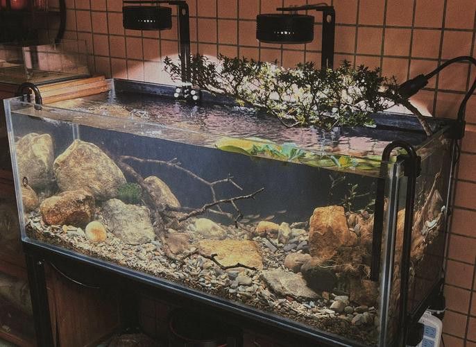 德州豹魚和龍魚可以混養嗎圖片