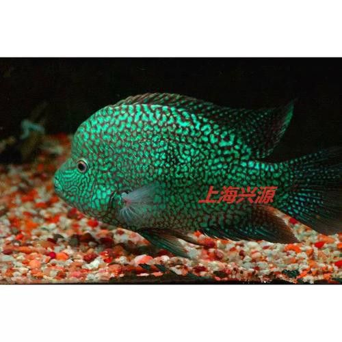 德州豹魚和龍魚可以混養嗎圖片