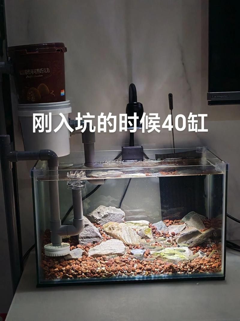 德州豹魚和龍魚可以混養嗎圖片