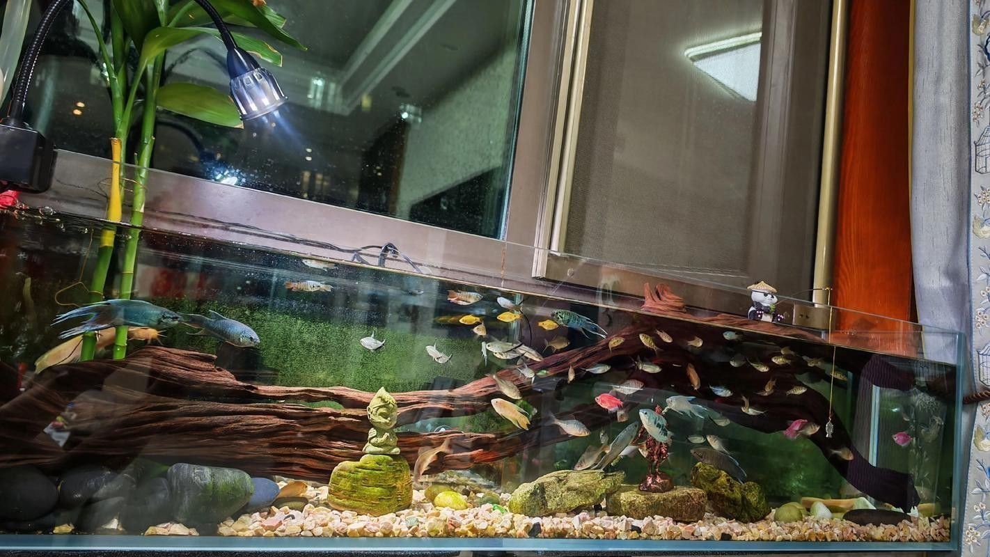 德州豹魚和龍魚可以混養嗎圖片