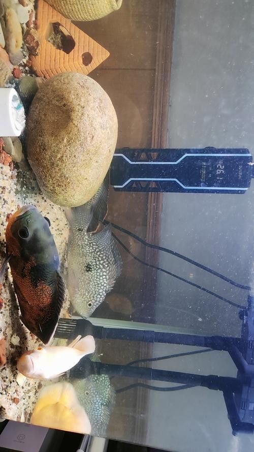 德州豹魚和龍魚可以混養嗎圖片
