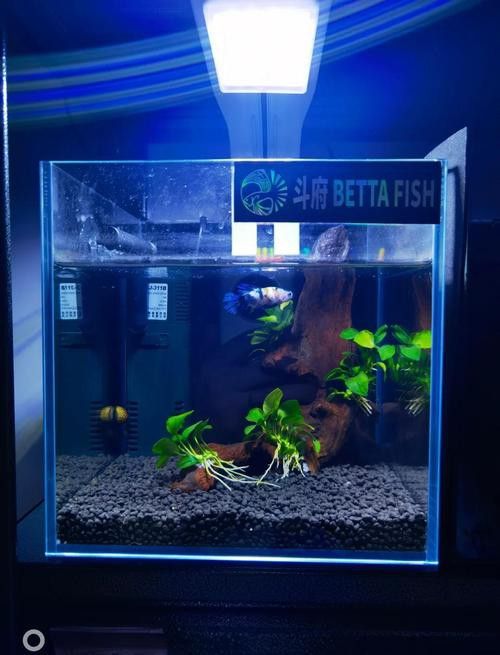 德州豹魚和龍魚可以混養嗎圖片