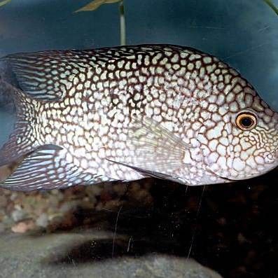德州豹魚和龍魚可以混養嗎圖片