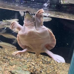 龍魚沉底是否會自己恢復（分析龍魚沉底是否會自己恢復之前，需要了解龍魚沉底的常見原因）