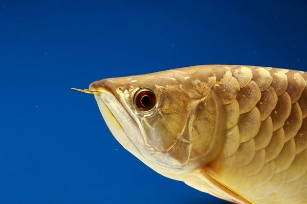 龍魚怎樣喂食比較好：龍魚是水族箱中的觀賞魚，其飼養需要注意和喂食方法