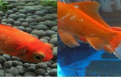 杰西卡恐龍魚水質(zhì)管理技巧:杰西卡恐龍魚健康檢查要點(diǎn)杰西卡恐龍魚健康檢查要點(diǎn) 龍魚百科 第2張 杰西卡恐龍魚水質(zhì)管理技巧:杰西卡恐龍魚健康檢查要點(diǎn)杰西卡恐龍魚健康檢查要點(diǎn) 杰西卡恐龍魚水質(zhì)管理技巧:杰西卡恐龍魚健康檢查要點(diǎn)杰西卡恐龍魚健康檢查要點(diǎn) 龍魚百科 第2張