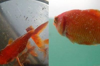 杰西卡恐龍魚水質(zhì)管理技巧:杰西卡恐龍魚健康檢查要點(diǎn)杰西卡恐龍魚健康檢查要點(diǎn) 龍魚百科 第1張 杰西卡恐龍魚水質(zhì)管理技巧:杰西卡恐龍魚健康檢查要點(diǎn)杰西卡恐龍魚健康檢查要點(diǎn) 杰西卡恐龍魚水質(zhì)管理技巧:杰西卡恐龍魚健康檢查要點(diǎn)杰西卡恐龍魚健康檢查要點(diǎn) 龍魚百科 第1張