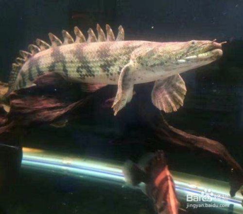 虎紋恐龍魚多少錢一條 虎紋恐龍魚多少錢一條 龍魚百科 第4張