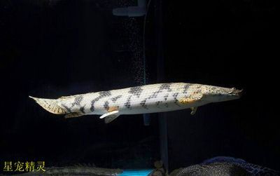 虎紋恐龍魚多少錢一條 虎紋恐龍魚多少錢一條 龍魚百科 第5張
