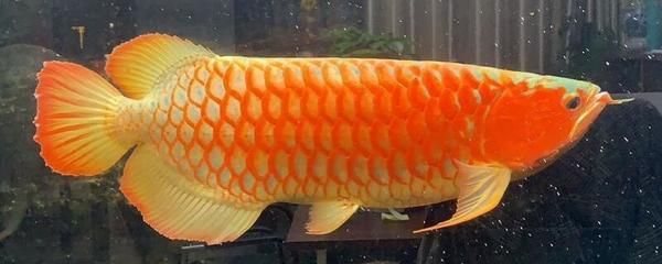 龍魚下粗鹽好還是細(xì)鹽好（龍魚養(yǎng)殖中使用粗鹽好還是細(xì)鹽好） 龍魚下粗鹽好還是細(xì)鹽好（龍魚養(yǎng)殖中使用粗鹽好還是細(xì)鹽好） 龍魚百科 第4張