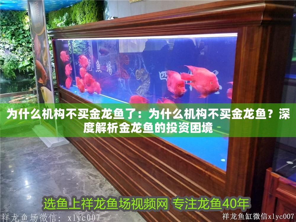 為什么機構不買金龍魚了：為什么機構不買金龍魚？深度解析金龍魚的投資困境