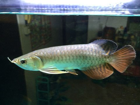 紅尾金龍魚的成魚價(jià)格是多少？：20厘米長(zhǎng)的紅尾金龍魚價(jià)格在1000-1500元左右