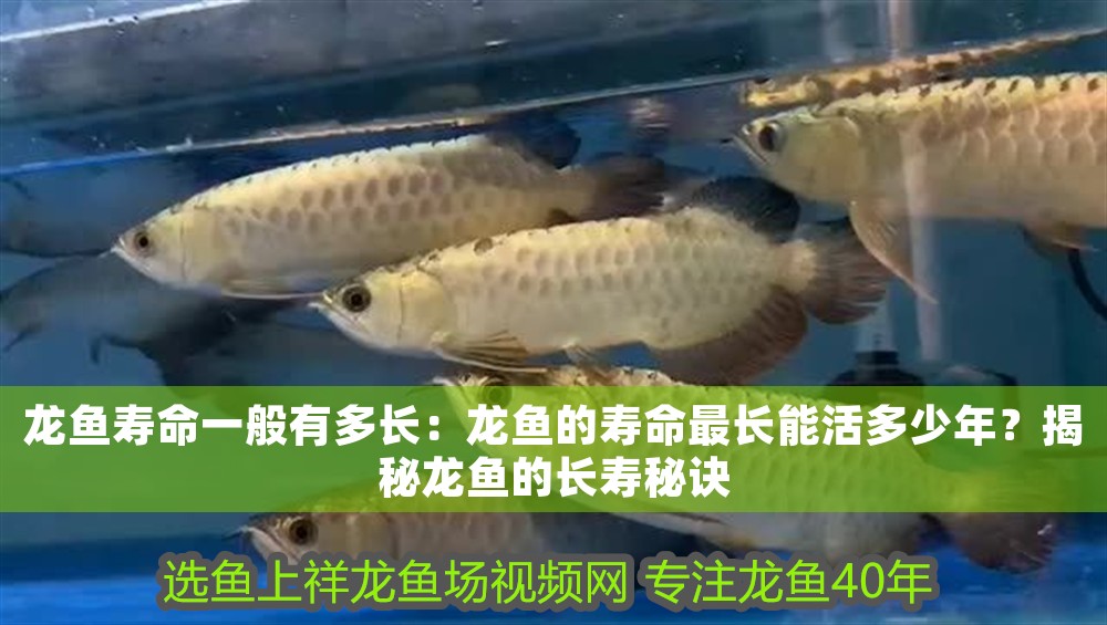 龍魚壽命一般有多長：龍魚的壽命最長能活多少年？揭秘龍魚的長壽秘訣