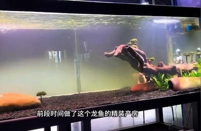 龍魚(yú)搭配清缸魚(yú)好不好呢：龍魚(yú)搭配清缸魚(yú)有什么好處？