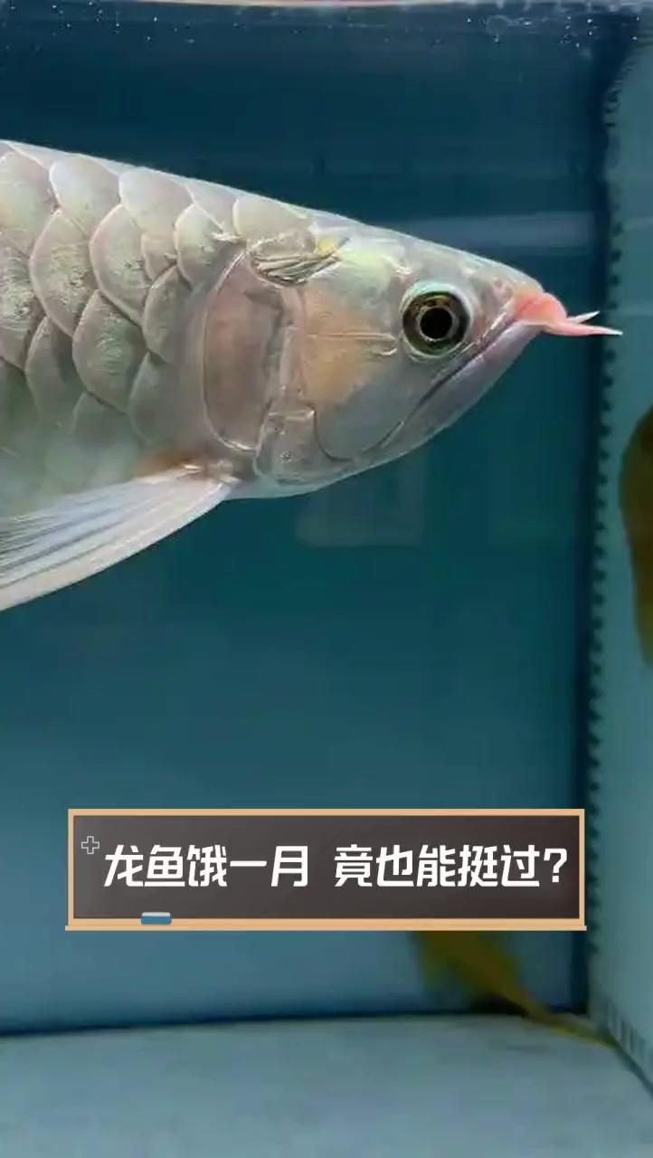 龍魚多久不吃食算危險？