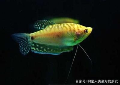 龍魚的名字有哪些呢怎么讀，常見的龍魚名字