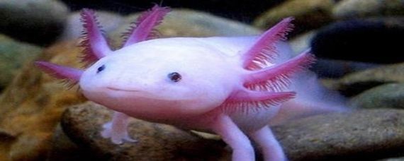 恐龍魚能活多久的壽命，六角恐龍魚的壽命通常較長，可以活到數(shù)十年甚至更長
