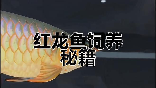 紅龍魚喂什么食