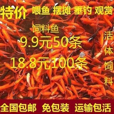 龍魚飼料排行榜第一名是什么（2024年龍魚飼料排名榜）