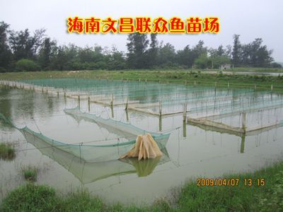 大龍魚苗場(chǎng)：廣安大龍魚苗場(chǎng)