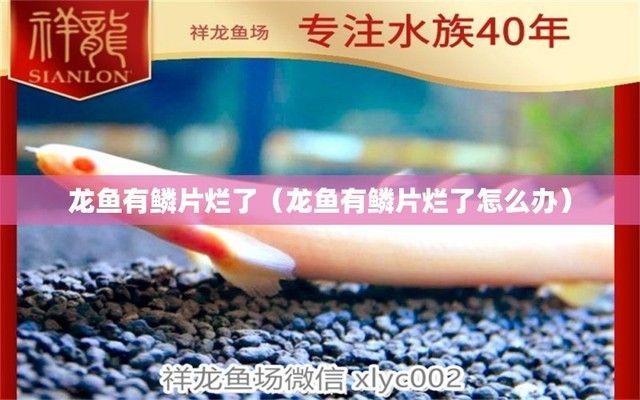龍魚鱗片腐爛怎么處理