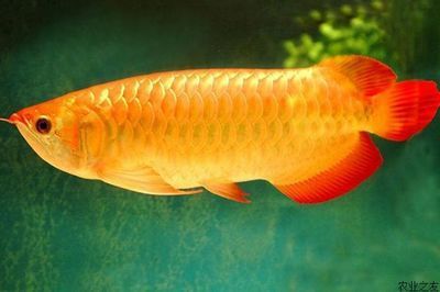 龍魚眼珠變白的處理方法：龍魚眼珠變白怎么辦