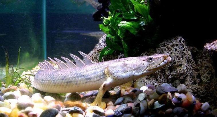 遠古恐龍魚