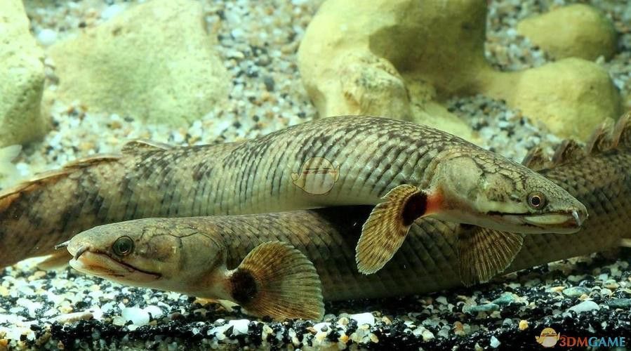 遠(yuǎn)古恐龍魚