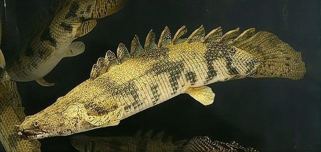 遠(yuǎn)古恐龍魚