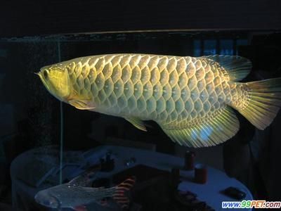 龍魚總在缸底游怎么回事：龍魚總在缸底游怎么辦？ 龍魚總在缸底游怎么回事：龍魚總在缸底游怎么辦？ 龍魚百科 第2張
