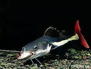 銀龍魚幾點喂食好
