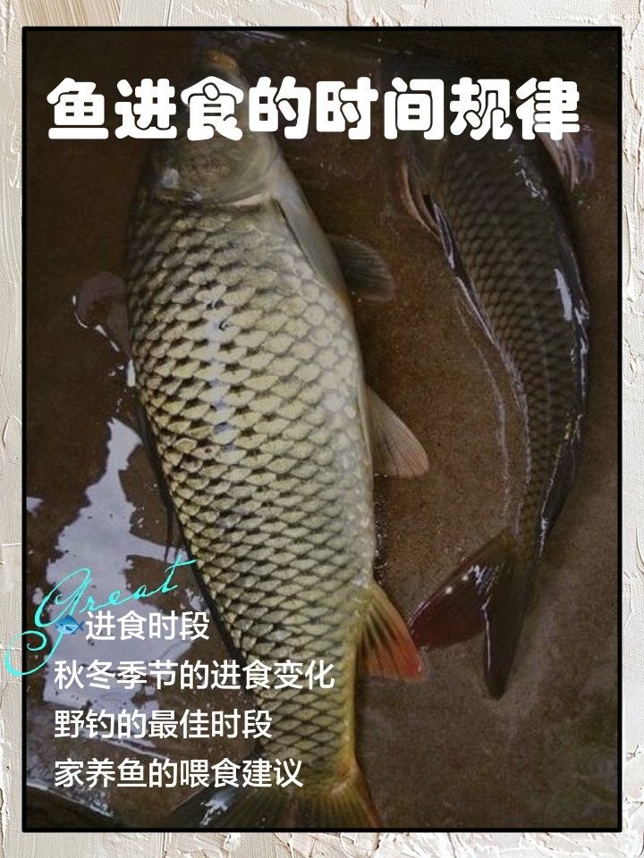 銀龍魚幾點喂食好