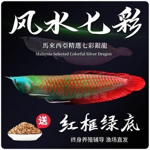 紅龍魚魚苗真假鑒別圖（如何鑒別紅龍魚魚苗）